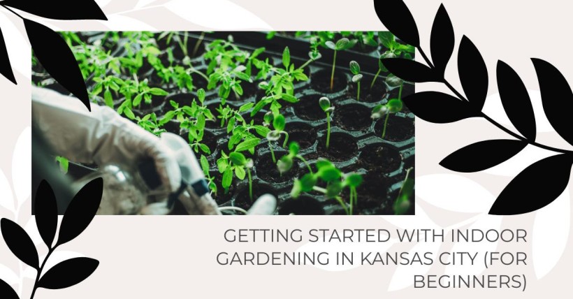 Getting Started with Indoor Gardening in Kansas City (for Beginners)