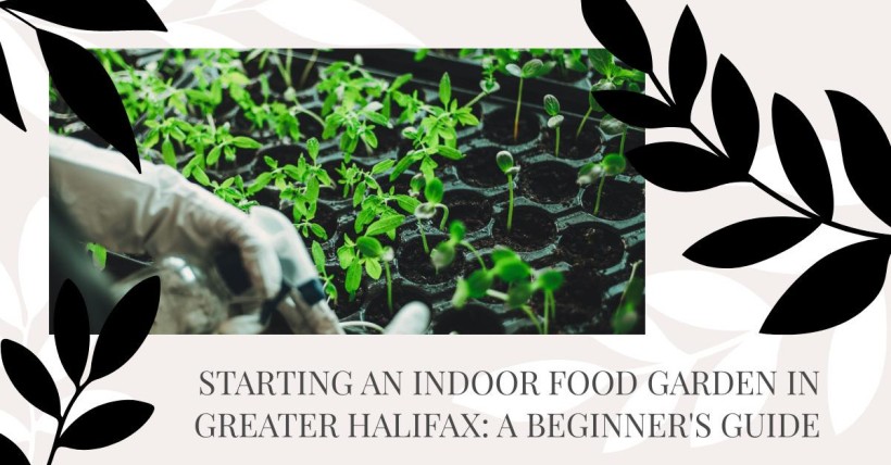 Starting an Indoor Food Garden in Greater Halifax: A Beginner's Guide