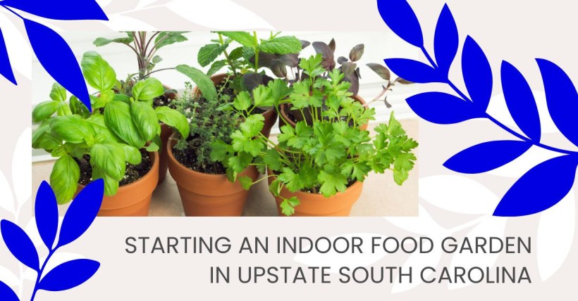 Starting an Indoor Food Garden in Upstate South Carolina