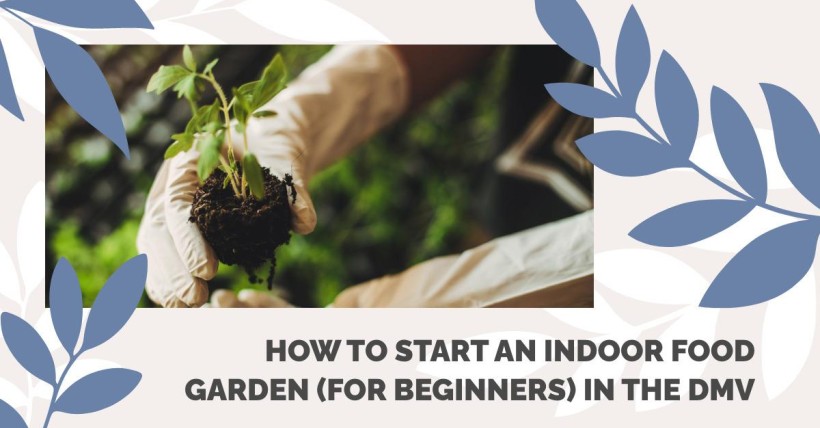 How to Start an Indoor Food Garden (for Beginners) in the DMV