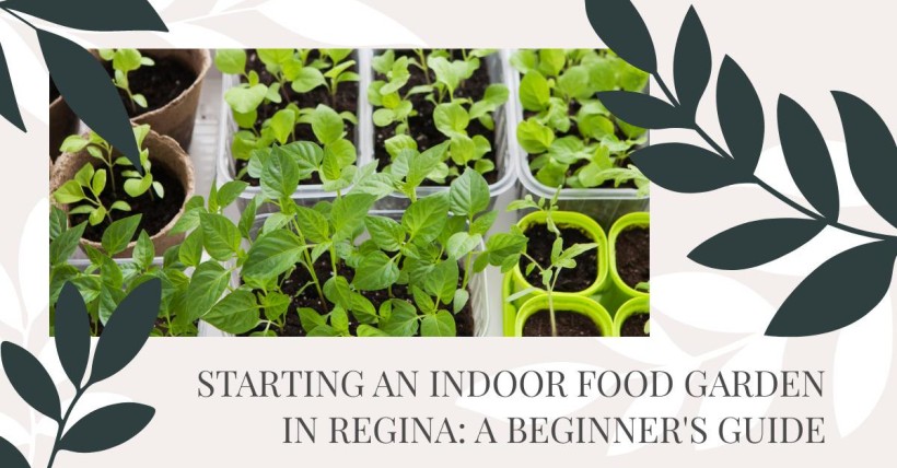 Starting an Indoor Food Garden in Regina: A Beginner's Guide