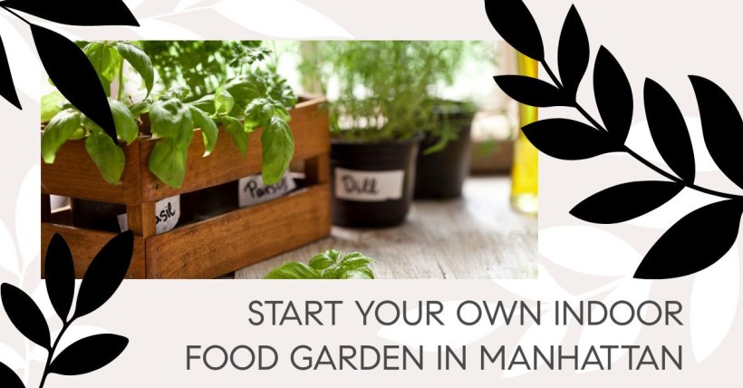 Start Your Own Indoor Food Garden in Manhattan