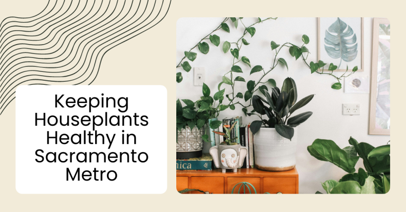 Keeping Houseplants Healthy in Sacramento Metro