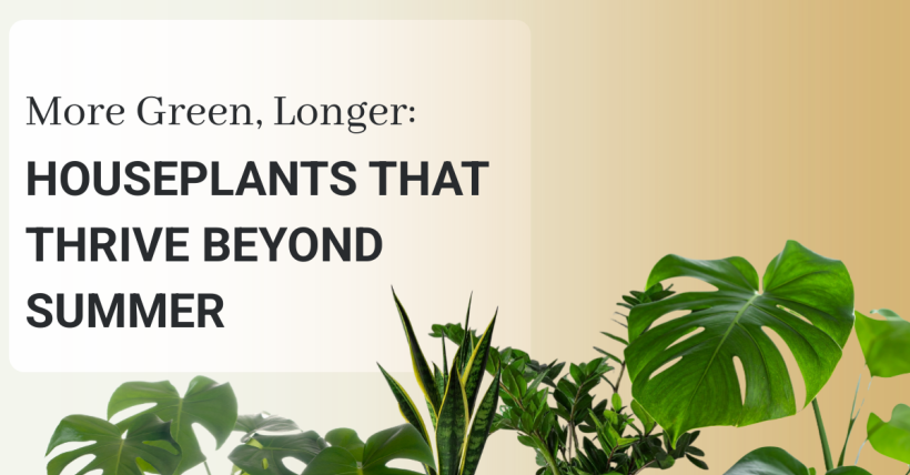 More Green, Longer: Houseplants That Thrive Beyond Summer