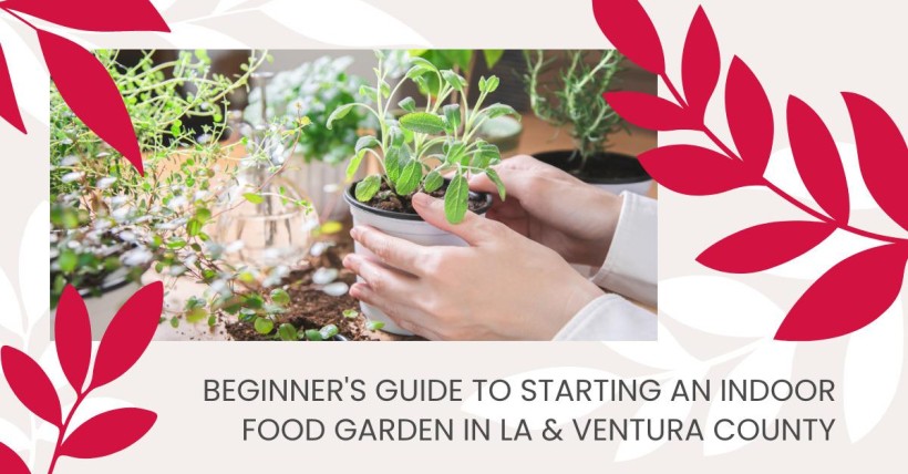 Beginner's Guide to Starting an Indoor Food Garden in LA & Ventura County