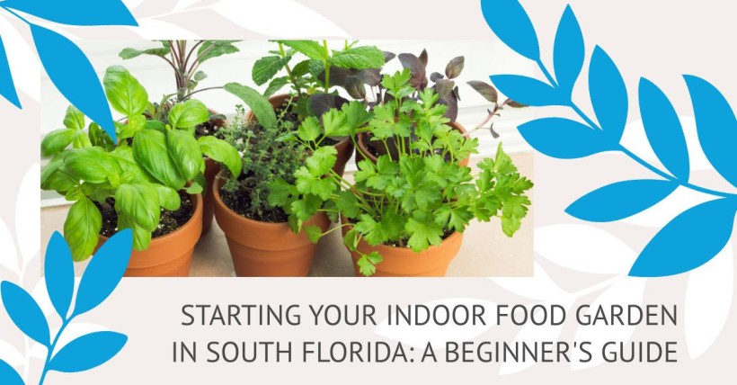 Starting Your Indoor Food Garden in South Florida: A Beginner's Guide