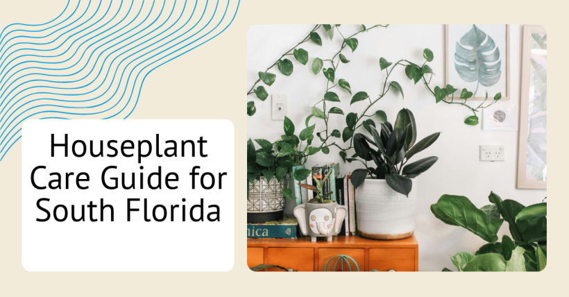 Houseplant Care Guide for South Florida