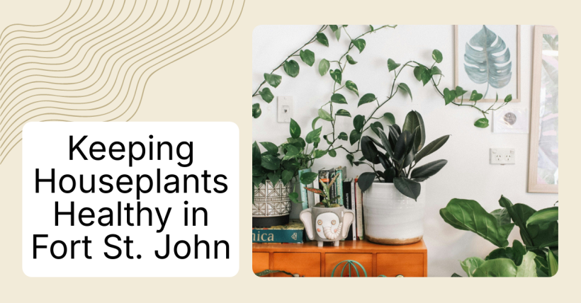 Keeping Houseplants Healthy in Fort St. John