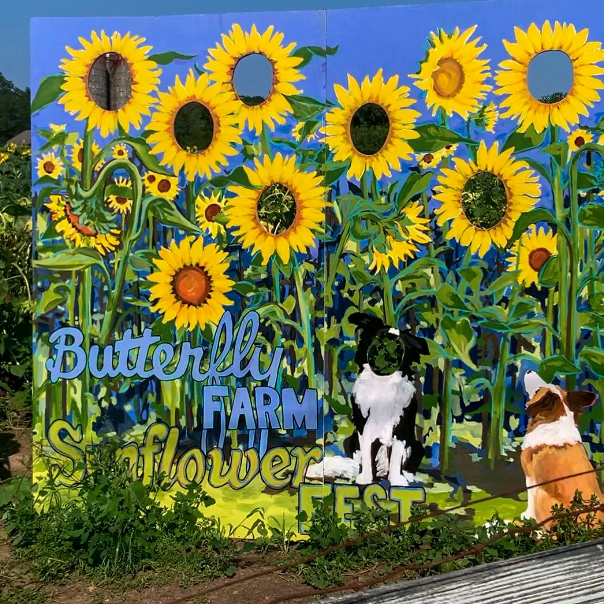 Sunflower Fest 2025