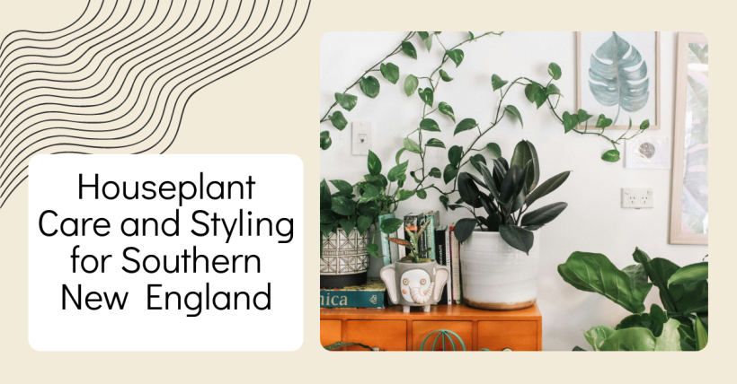 Houseplant Care and Styling for Southern New England