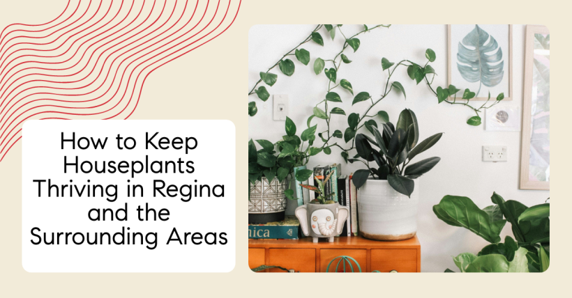 How to Keep Houseplants Thriving in Regina and the Surrounding Areas