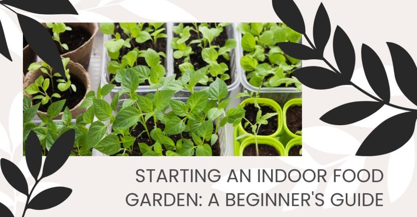 Starting an Indoor Food Garden: A Beginner's Guide