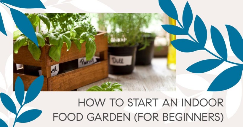 How to Start an Indoor Food Garden (for Beginners)