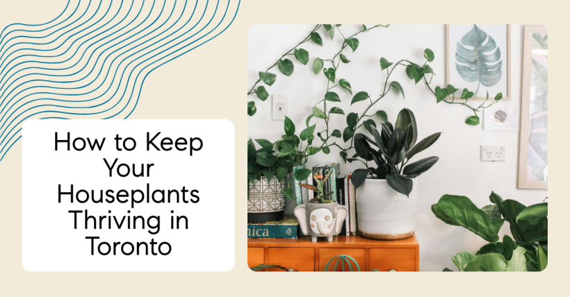 How to Keep Your Houseplants Thriving in Toronto