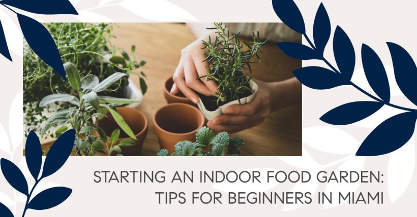 Starting an Indoor Food Garden: Tips for Beginners in Miami