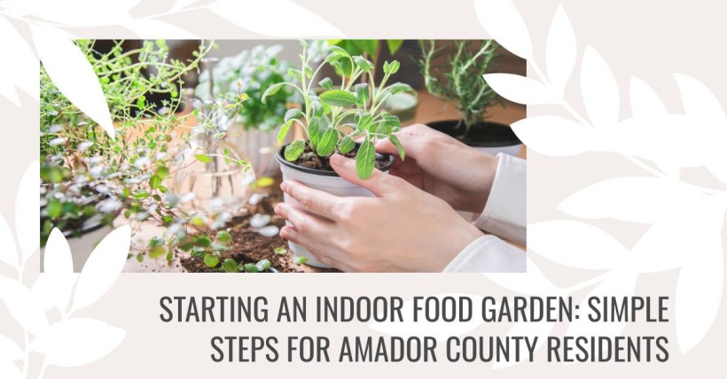 Starting an Indoor Food Garden: Simple Steps for Amador County Residents