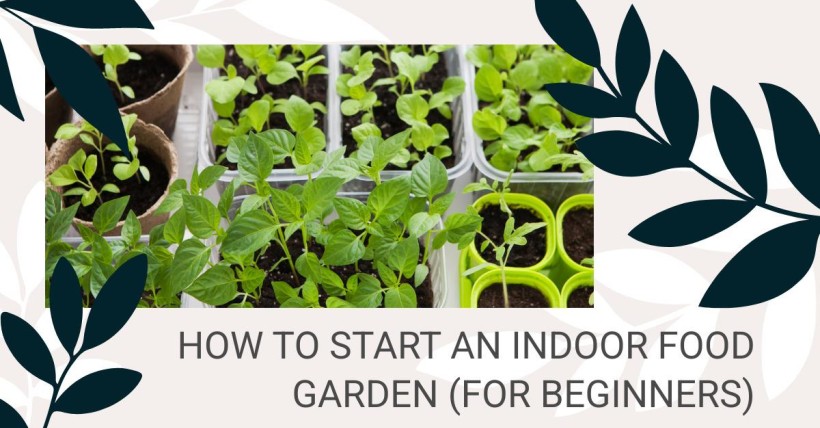 How to Start an Indoor Food Garden (for Beginners)