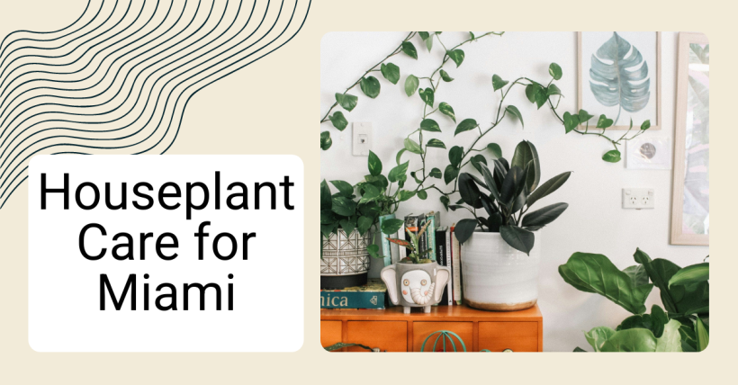 Houseplant Care for Miami