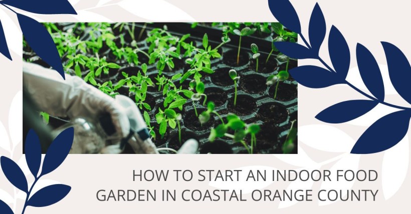 How to Start an Indoor Food Garden in Coastal Orange County