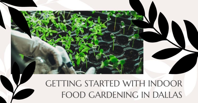 Getting Started with Indoor Food Gardening in Dallas