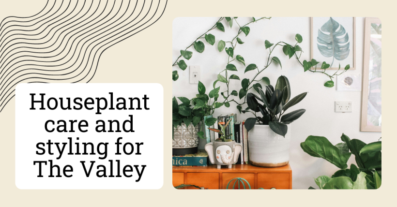 Houseplant care and styling for The Valley