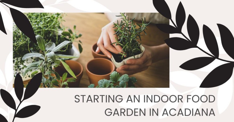 Starting an Indoor Food Garden in Acadiana