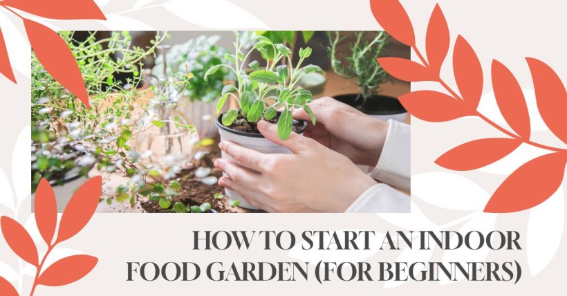 How to Start an Indoor Food Garden (for Beginners)