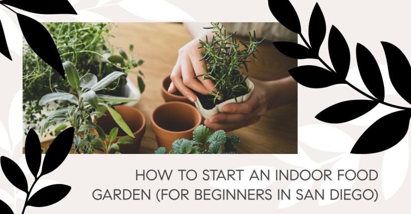 How to Start an Indoor Food Garden (for Beginners in San Diego)