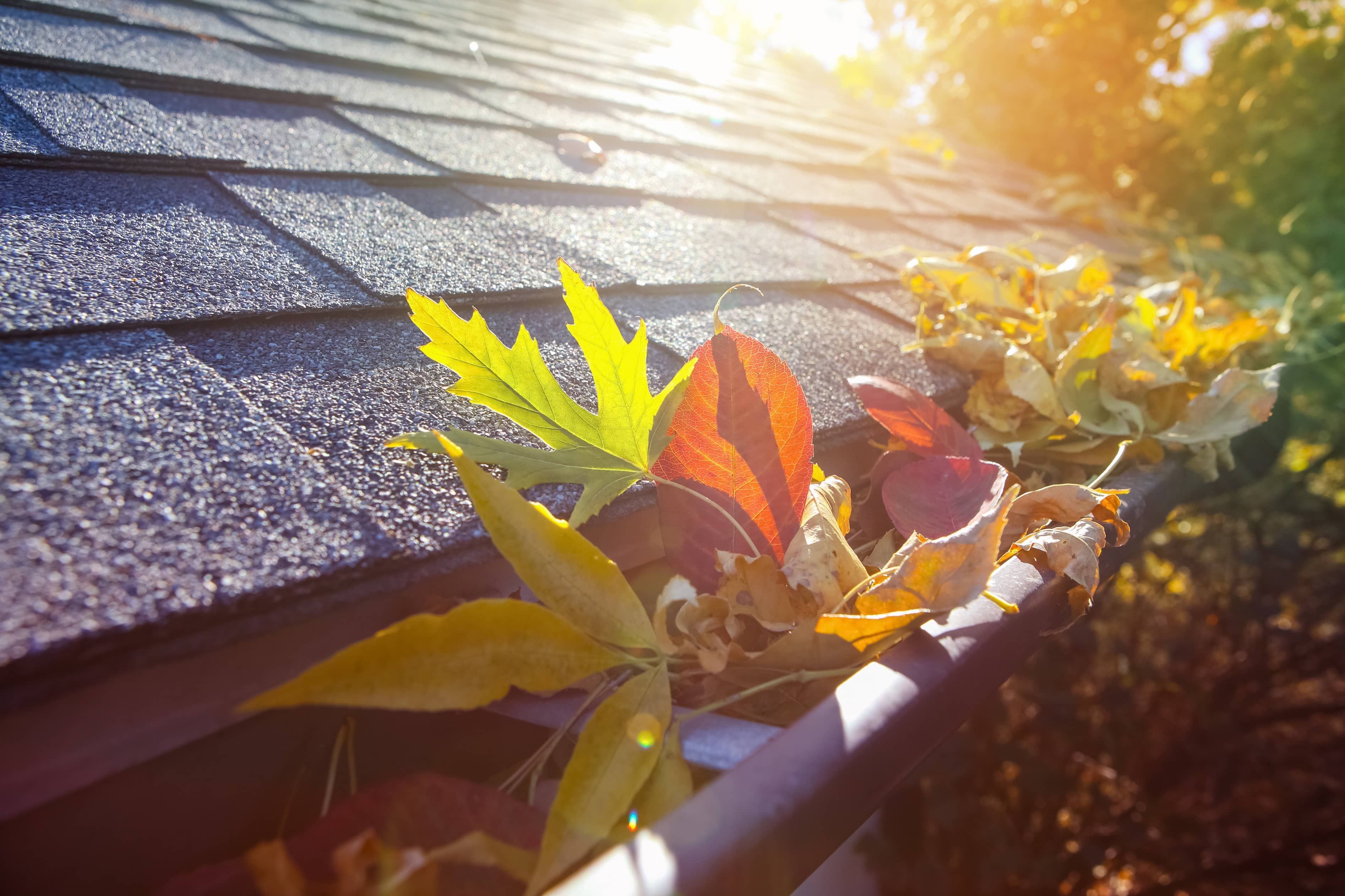 Fall Coverage Embrace Fall Maintenance: Now's the time
