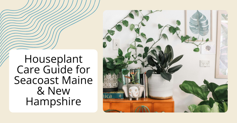Houseplant Care Guide for Seacoast Maine & New Hampshire