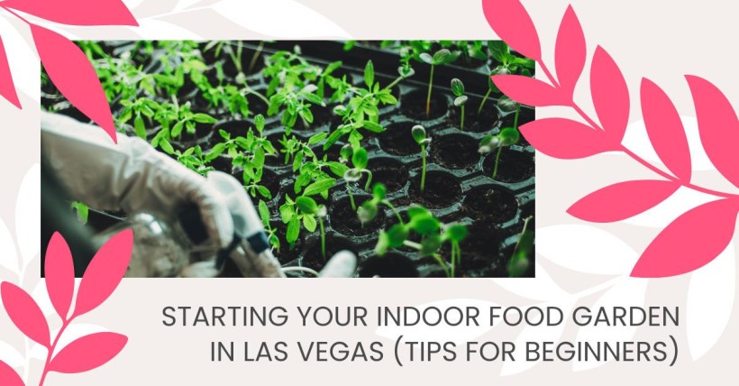 Starting Your Indoor Food Garden in Las Vegas (Tips for Beginners)