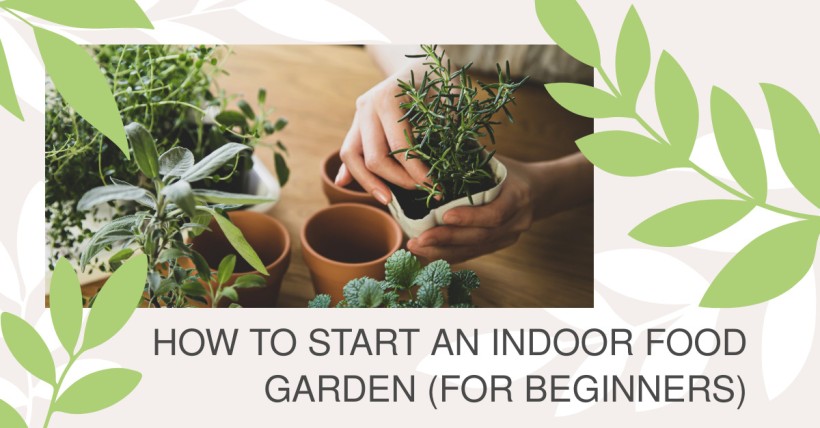 How to Start an Indoor Food Garden (for Beginners)