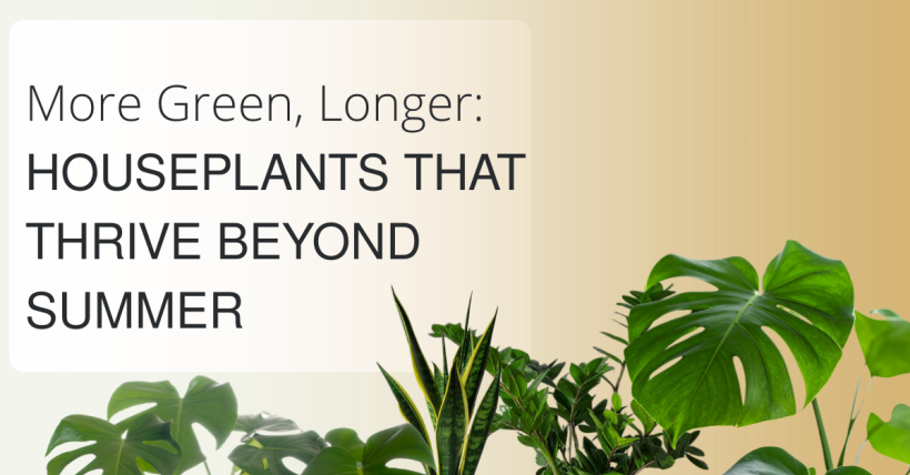 More Green, Longer: Houseplants That Thrive Beyond Summer