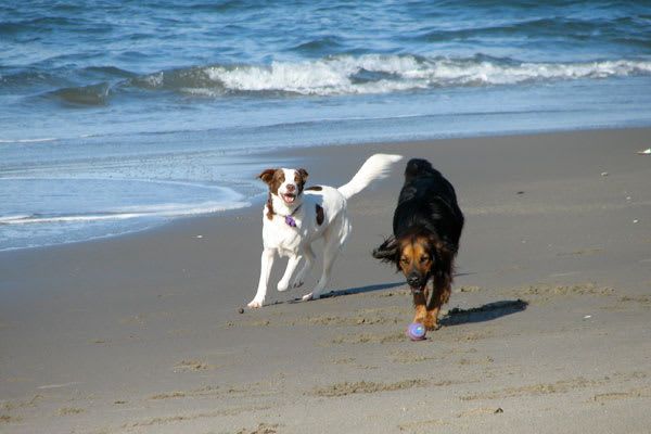 are dogs allowed on beaches in maine