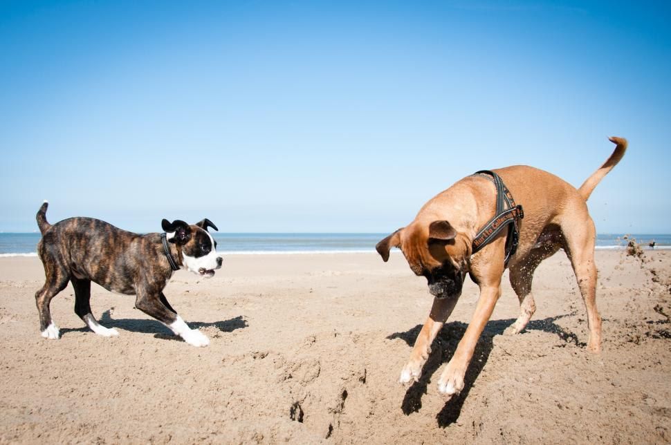 are dogs allowed on beaches in maine