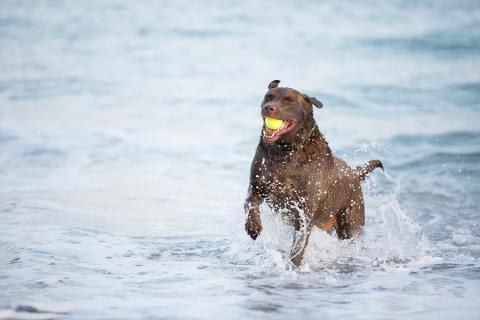 are dogs allowed on beaches in maine