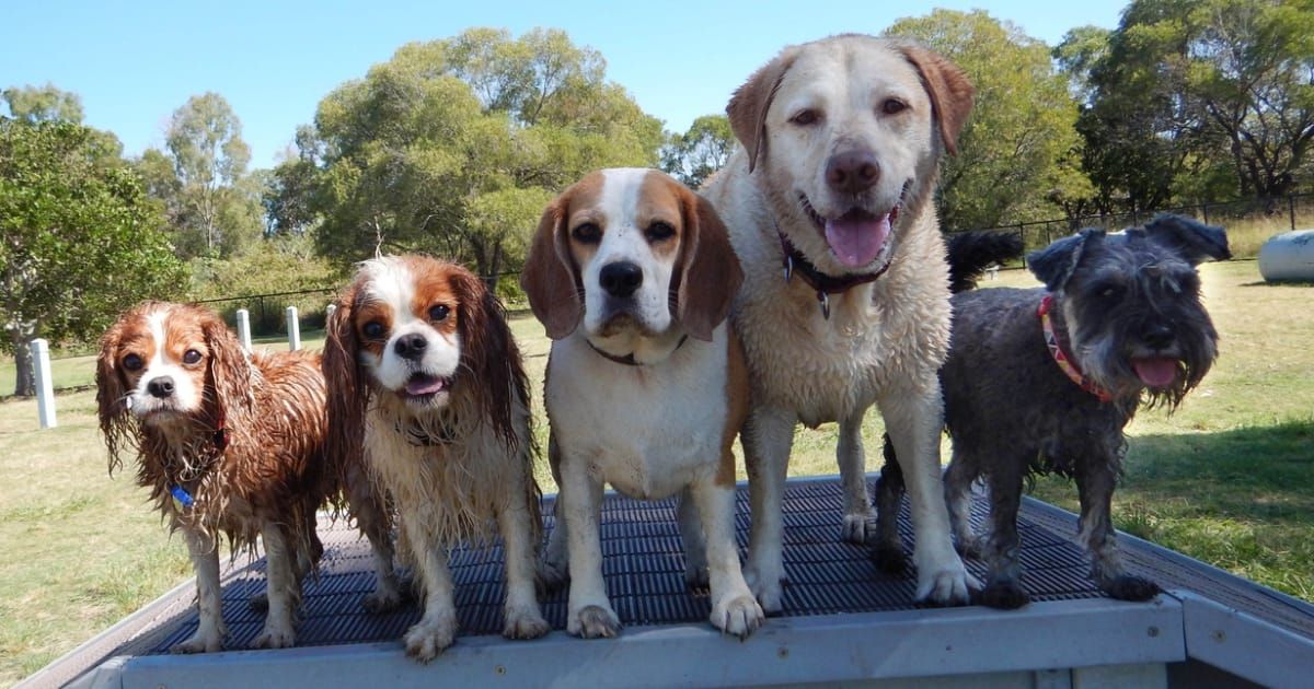 Dog Parks in Northern Virginia