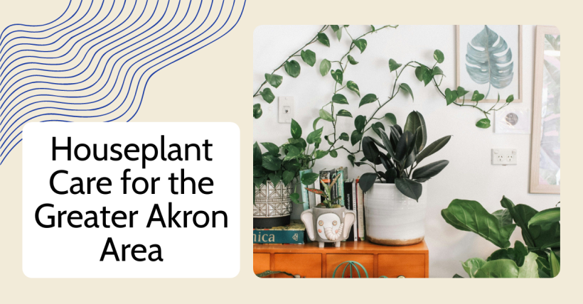Houseplant Care for the Greater Akron Area