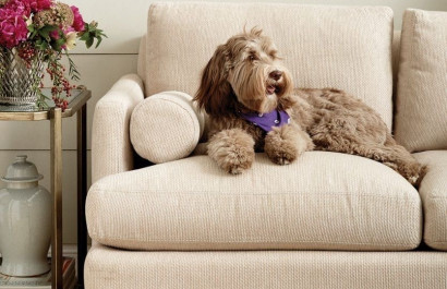 Tips to Help Dog Owners Maintain a Clean Home