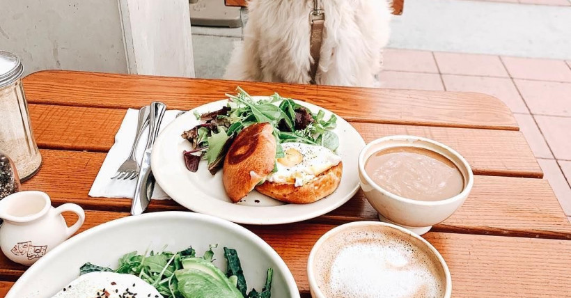 Dog Friendly Shops & Restaurants  in North Atlanta