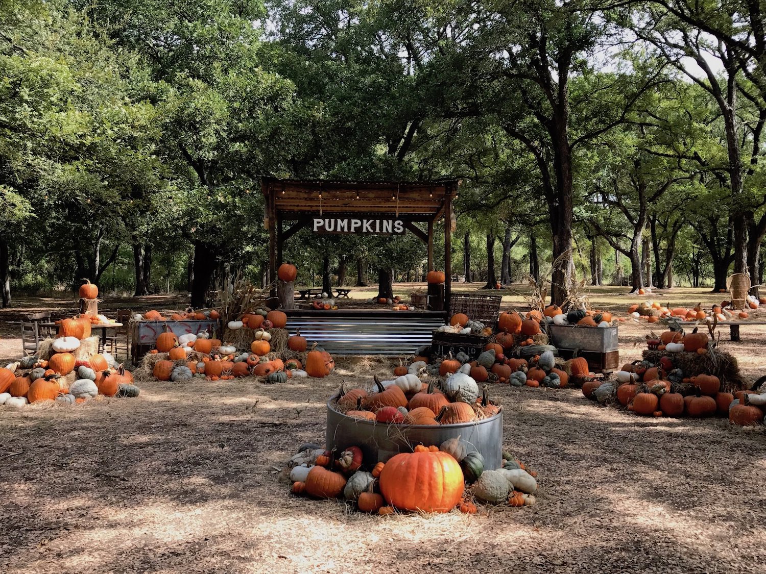 2018 Guide To Pumpkin Patches Fall Festivals In Dfw