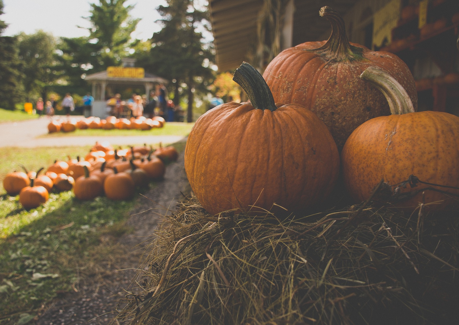 2018 Guide To Pumpkin Patches Fall Festivals In Dfw