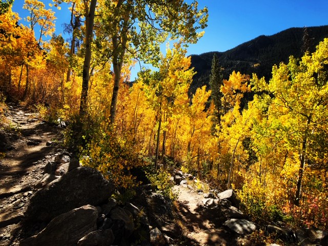 Aspen Tree facts