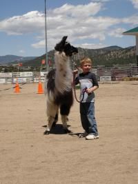 A Great Family Event, The Wool Market