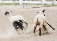 Wool Market Sheep Dog Demo