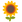 :sunflower: