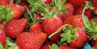Strawberry Festival – Linvilla Orchards