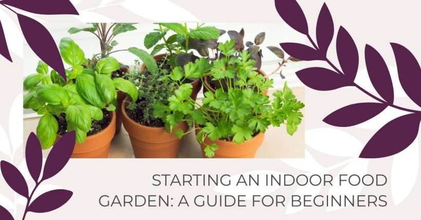 Starting an Indoor Food Garden: A Guide for Beginners