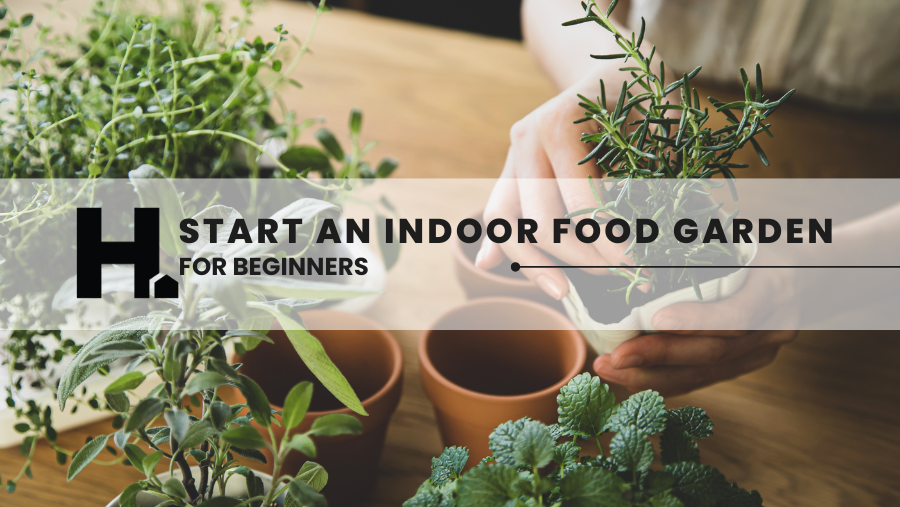 How to Start an Indoor Food Garden (for Beginners)