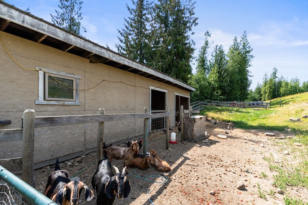 Goats and outbuilding